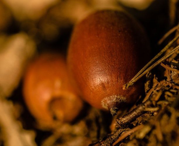 The acorn: a moral tale
