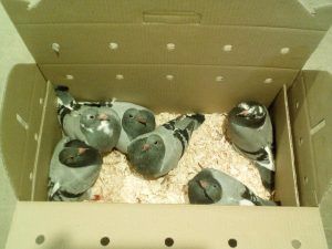 Three pigeons in a box
